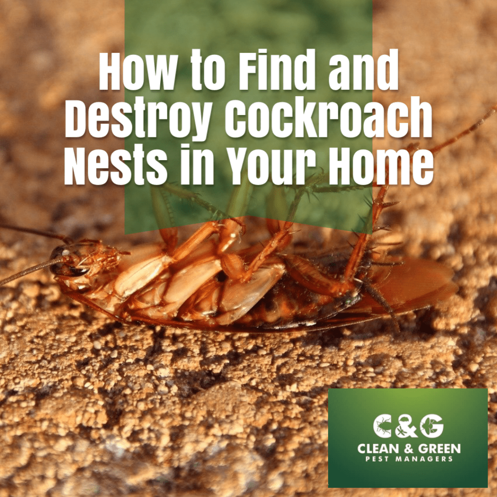 How Do You Find A Roach Nest?