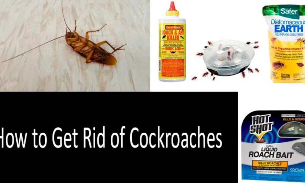 How Do You Get Rid Of Roaches In 48 Hours?