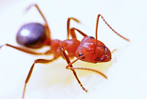 How Does An Ant Bully Exterminator Approach Pest Control For Ant Infestations?