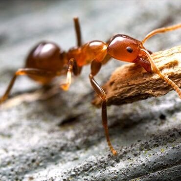 How Does An Ant Bully Exterminator Approach Pest Control For Ant Infestations?