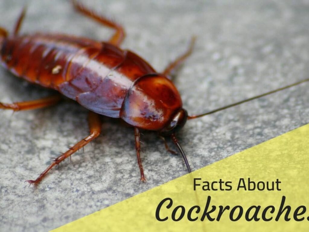 How Long After Pest Control Do Cockroaches Die: Understanding The Roach Elimination Timeline