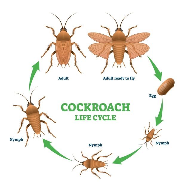 How Long Do Roaches Last In A House?