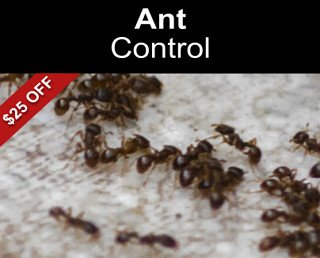 How Long Does It Typically Take For Newtown Termite And Pest Control To Address Pest Issues?