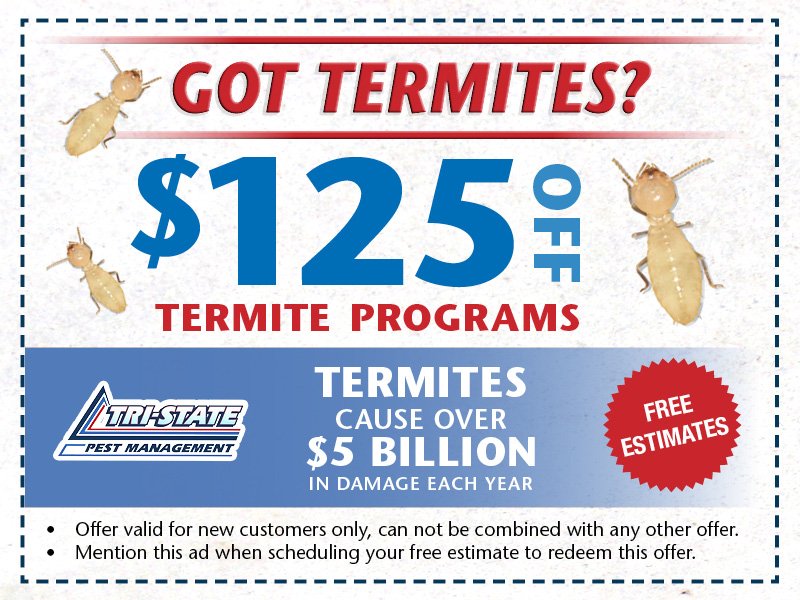 How Long Does Termite Control In Frederica DE Typically Take?