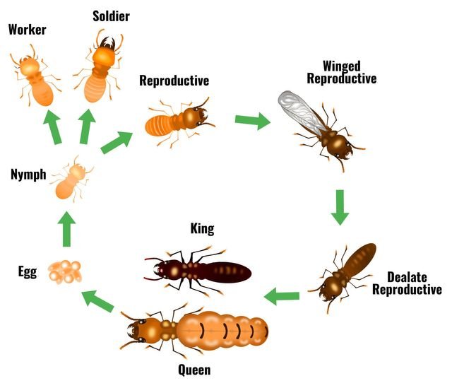 How Long Does Termite Control In Frederica DE Typically Take?