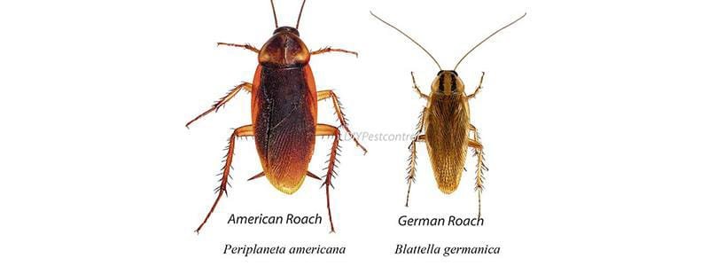How Many Roaches Before Calling Exterminator?