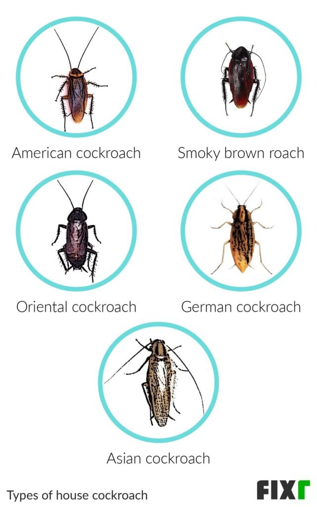 How Much Does Pest Control Roaches Cost?