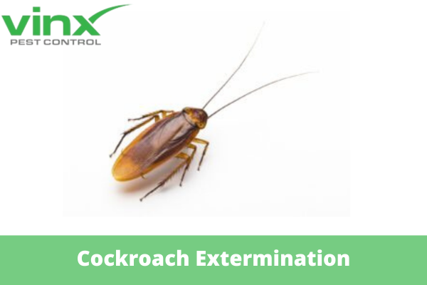 How To Prepare For Pest Control Treatment For Cockroaches: Tips For A Successful Extermination