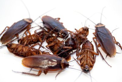 Is It Safe To Live In A House With Cockroaches?