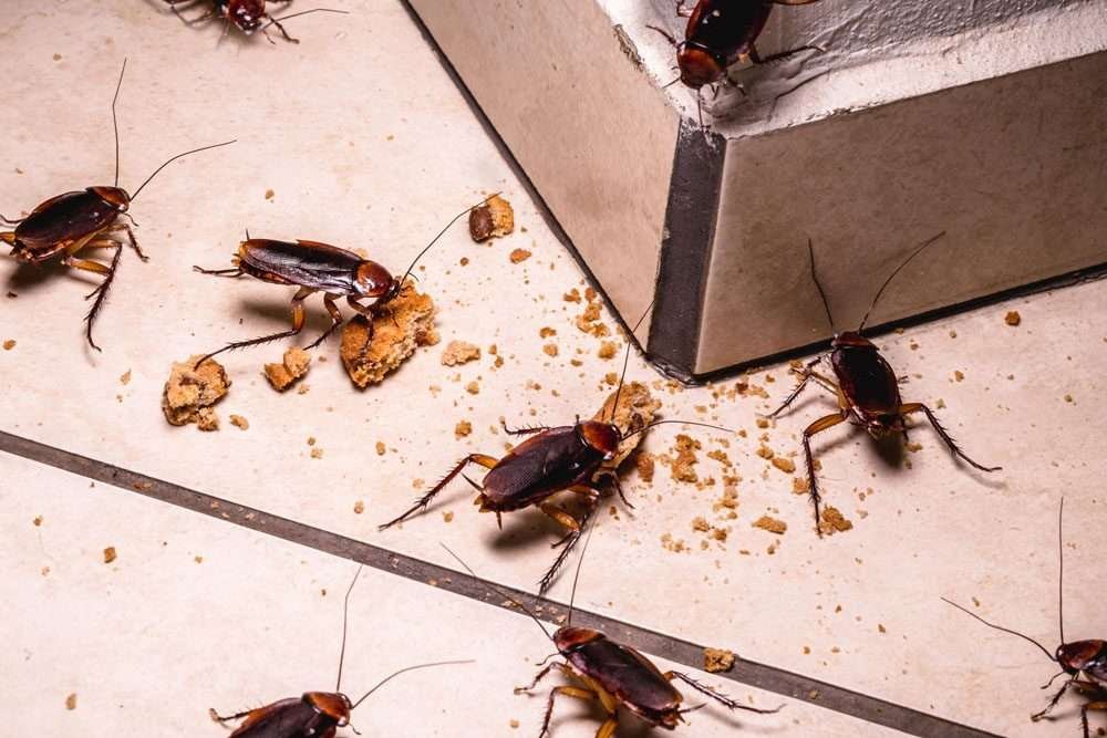 Is It Safe To Live In A House With Cockroaches?