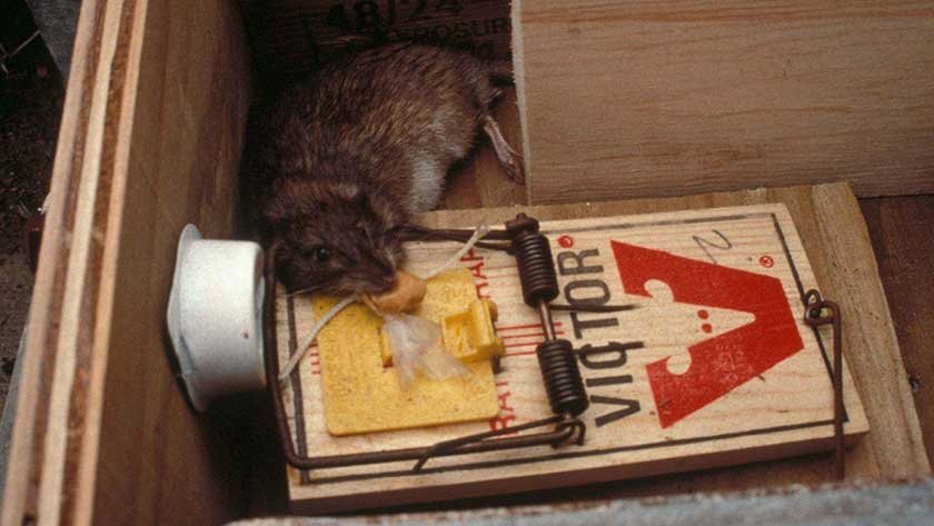 Rats Favorite Food For Trap: A Comprehensive Guide To Baiting Strategies