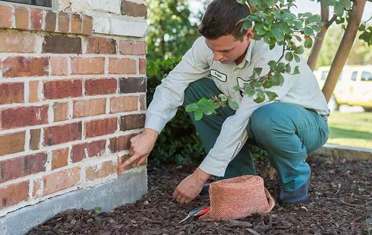 Rodent Control Fort Worth: Professional Solutions For A Pest-Free Home