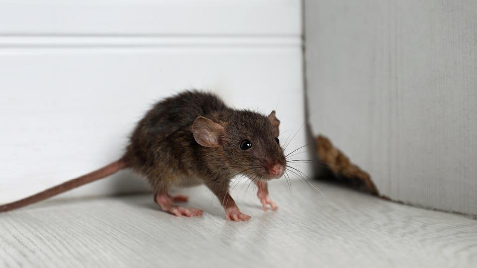 Rodent Control Miami: Proven Methods To Keep Your Home Rodent-Free