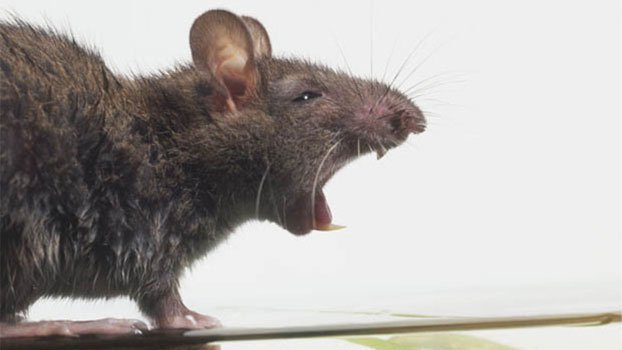 Rodent Control Miami: Proven Methods To Keep Your Home Rodent-Free