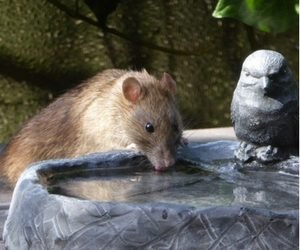Rodent Control Miami: Why Is It Essential To Address Rodent Infestations Promptly?