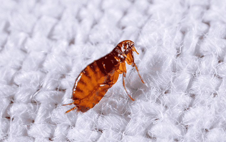 Sacramento Placerville Pest Control: Choosing The Right Experts For A Pest-Free Environment
