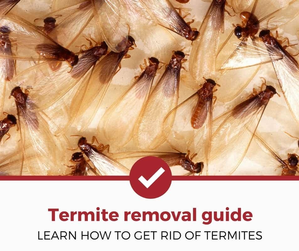 Termite Control Dewey Beach DE: Safeguarding Your Home From Termites