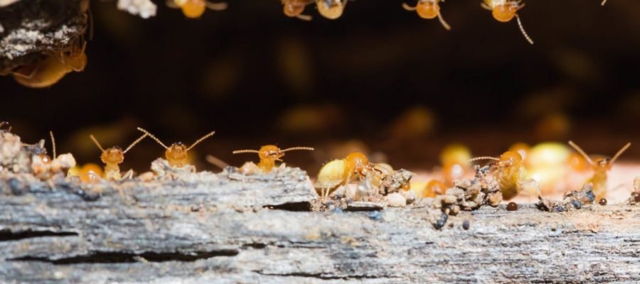 Termite Control Dewey Beach DE: Safeguarding Your Home From Termites