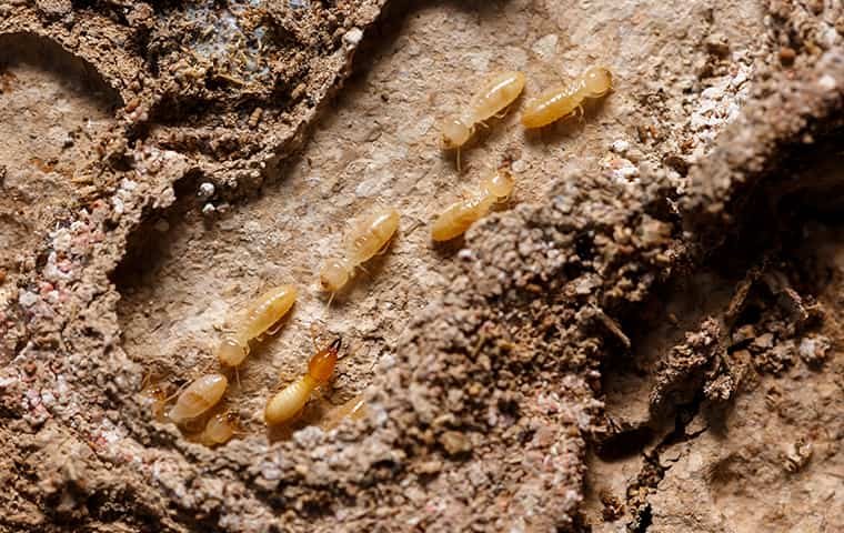Termite Control Fort Lauderdale: Protecting Your Property From Termites