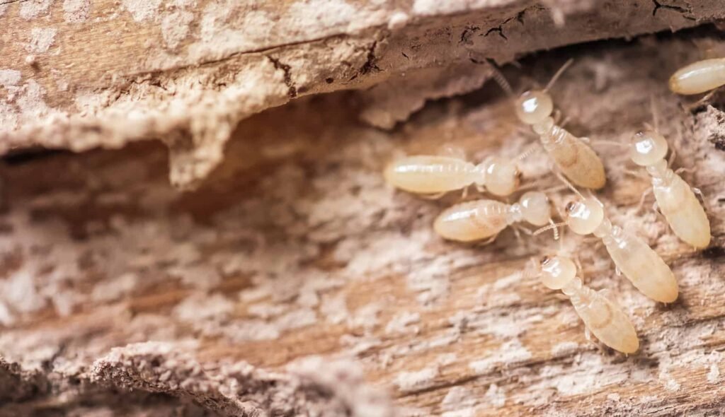 Termite Control Frederica DE: How Can You Prevent Termite Infestations?