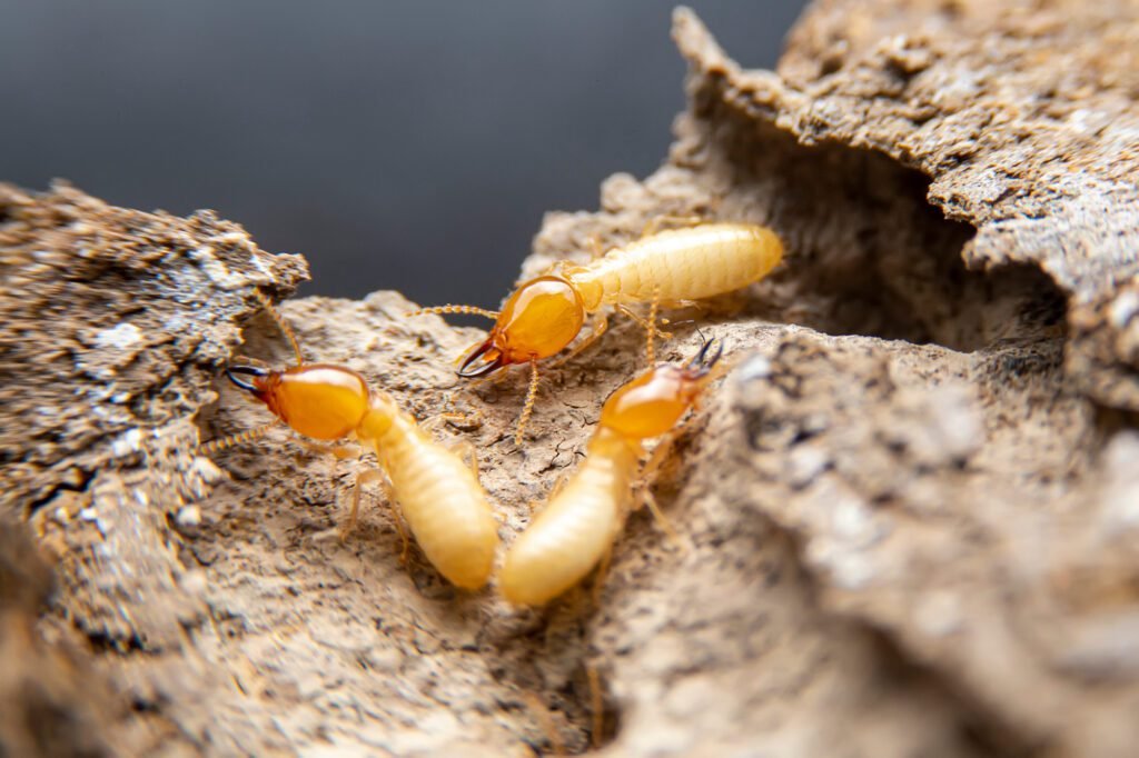 Termite Control Frederica DE: How Can You Prevent Termite Infestations?