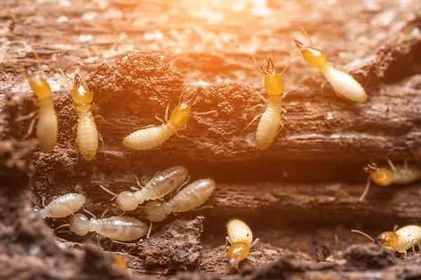 Termite Control Hartly DE: How Can You Safeguard Your Home Against Termites?