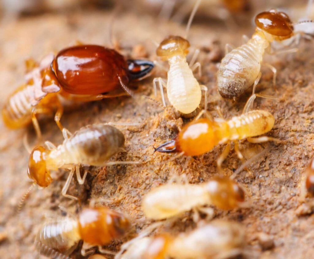 Termite Treatment Simi Valley Termite Control: Effective Solutions For Termite Infestations