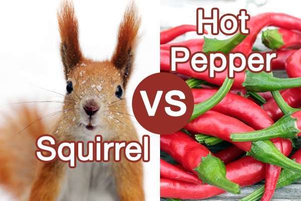 What Animals Eat Cayenne Pepper?