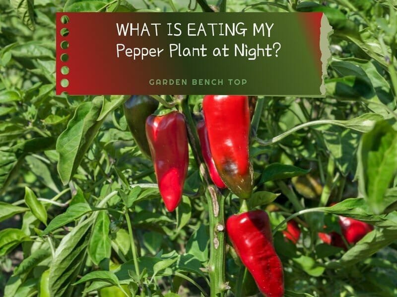 What Animals Eat Cayenne Pepper?