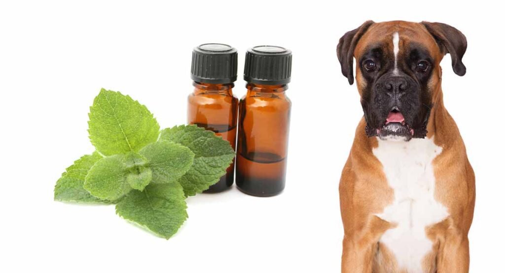 What Animals Will Peppermint Oil Deter?