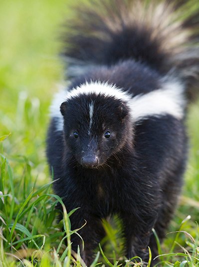 What Are The Common Dangers Of Skunk Infestations In San Diego?