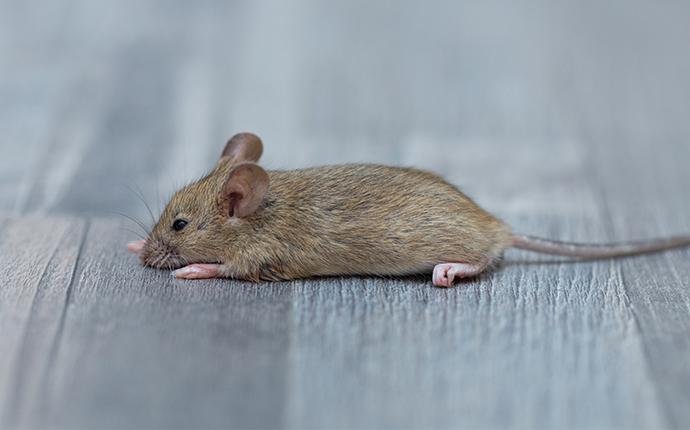 What Are The Common Rodent Infestation Signs In Baltimore County