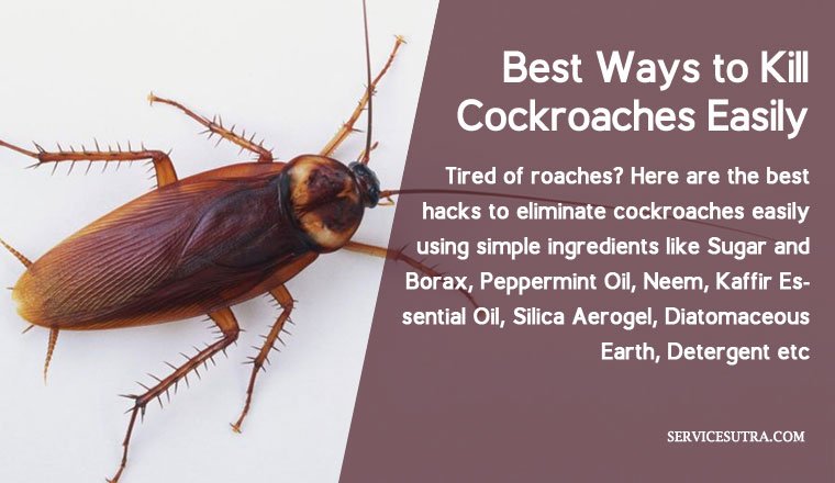 What Dries Out Roaches?