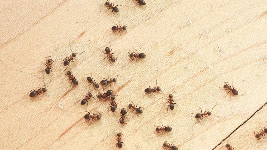 What Factors Determine The Varying Exterminator Prices For Ants?