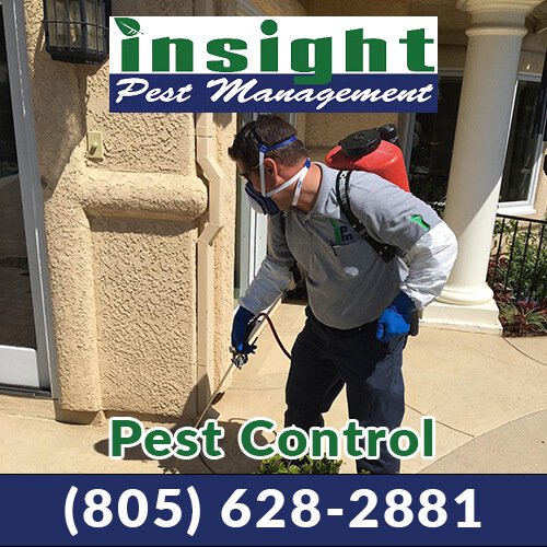 What Should You Expect During A Pest Inspection In Simi Valley?
