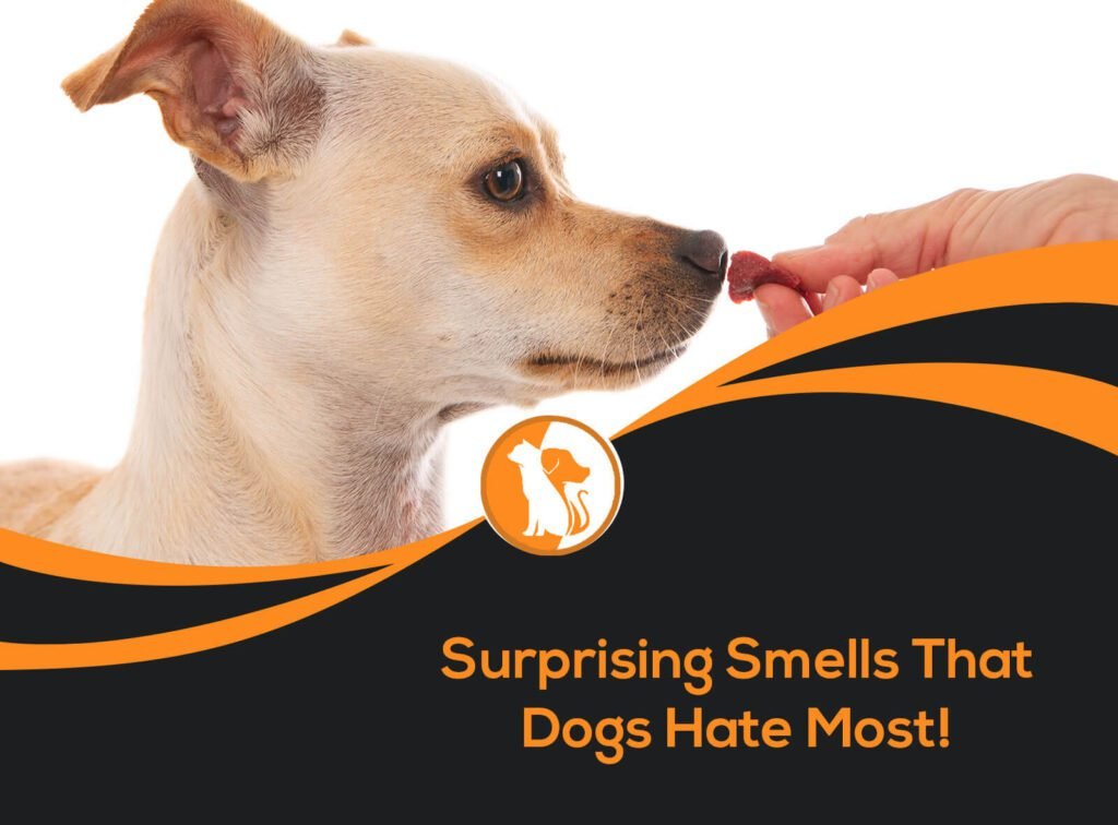 What Smell Do Animals Hate The Most?