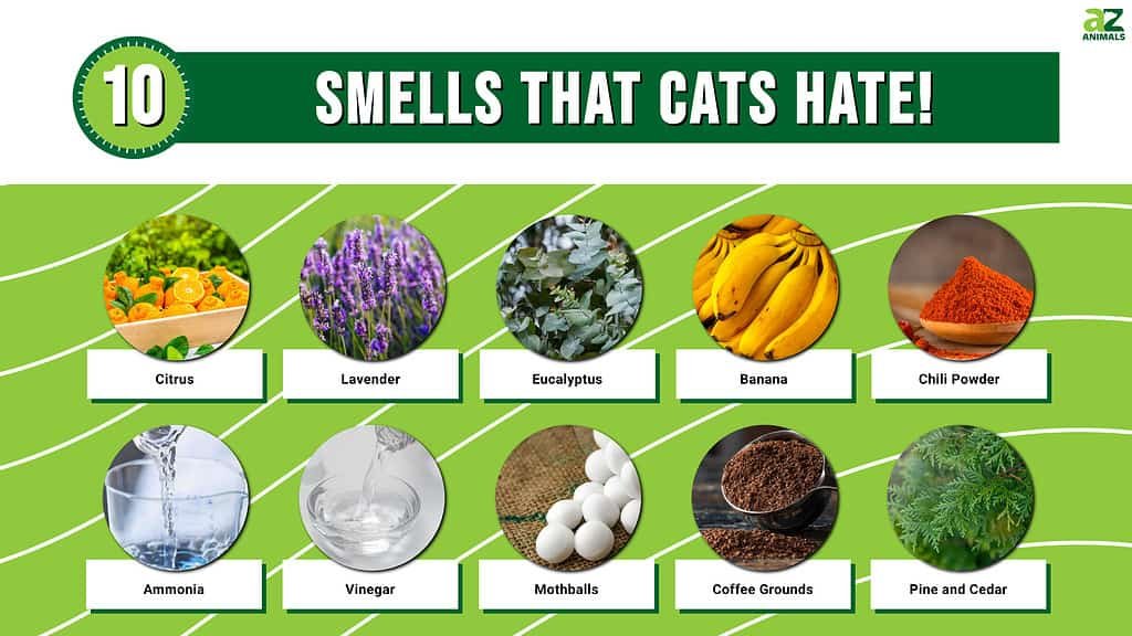 What Smell Do Most Animals Hate?