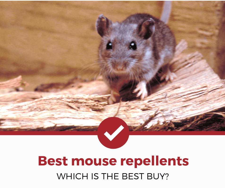 Whats The Best Rodent Repellent?