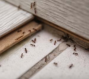 When To Call An Exterminator For Ants: Assessing The Need For Professional Pest Control