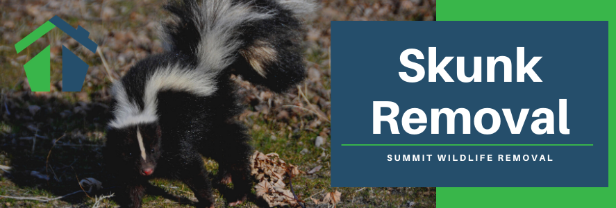 Who To Call For Skunk Removal
