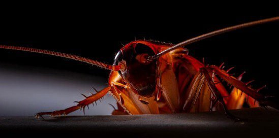 Why Are Roaches Worse At Night?
