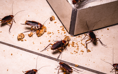 Why Are Roaches Worse At Night?
