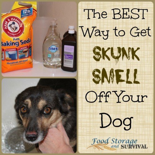 Does Dawn Remove Skunk Smell From Dogs