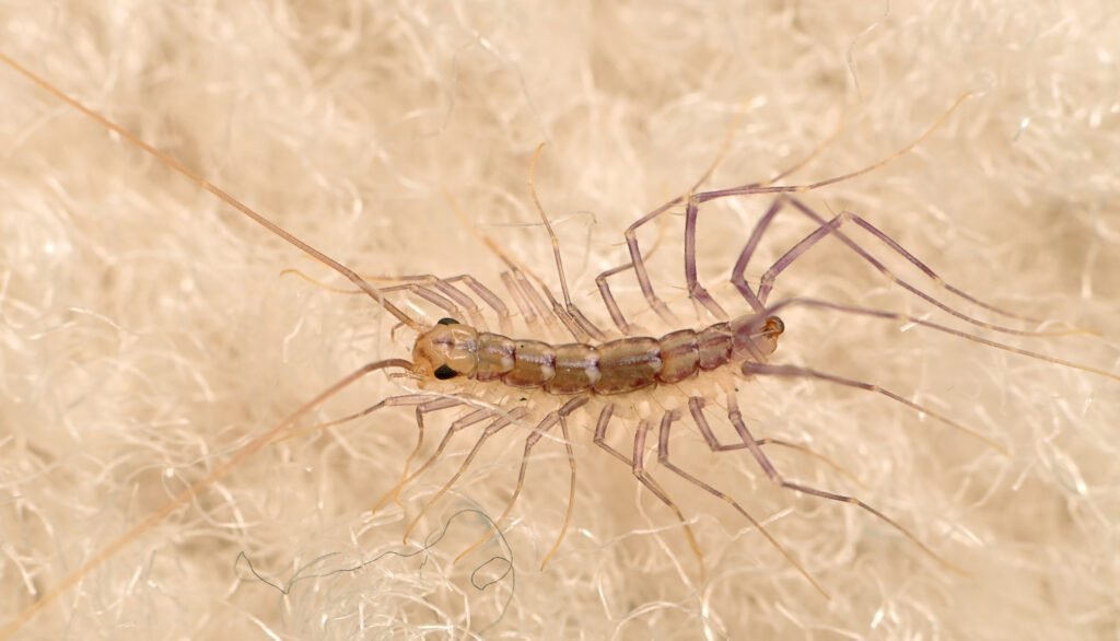 Effective Ways to Control Creepy Crawlers in Your Home