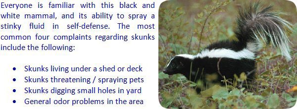 Will Animal Control Remove Skunks