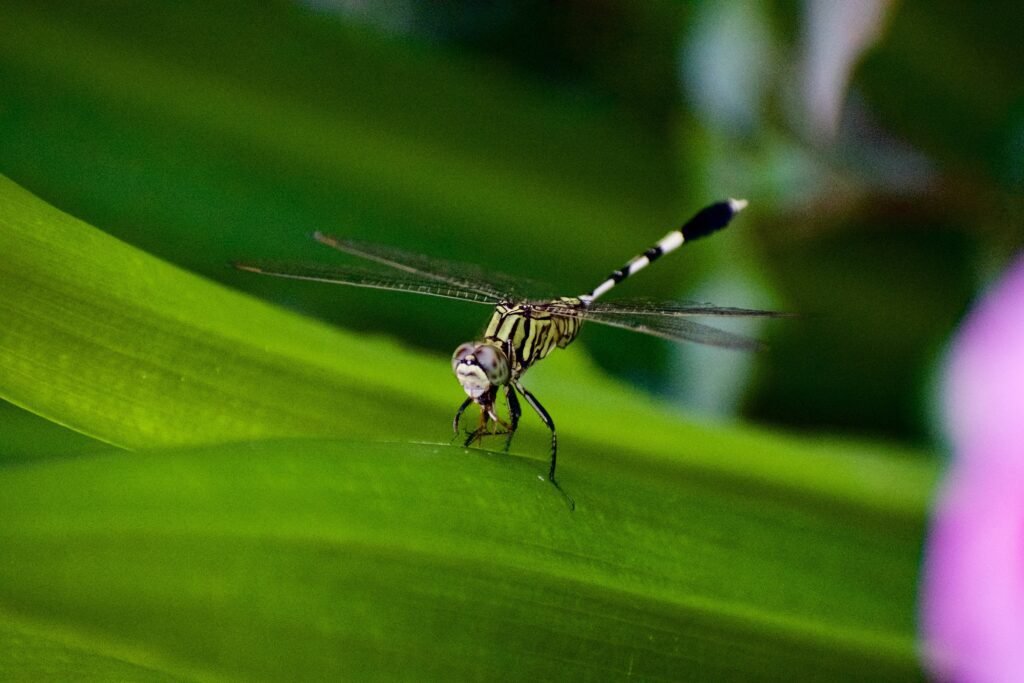 Best Mosquito Control Services in Knoxville TN