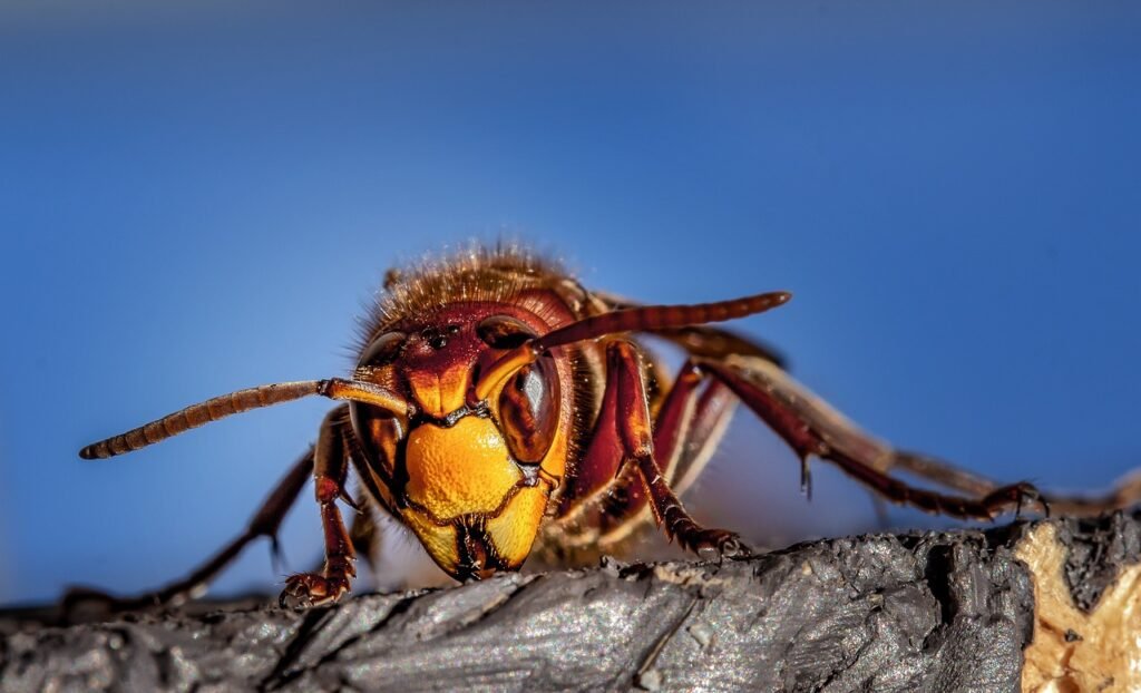 Can Termite Treatment Eliminate Roaches?