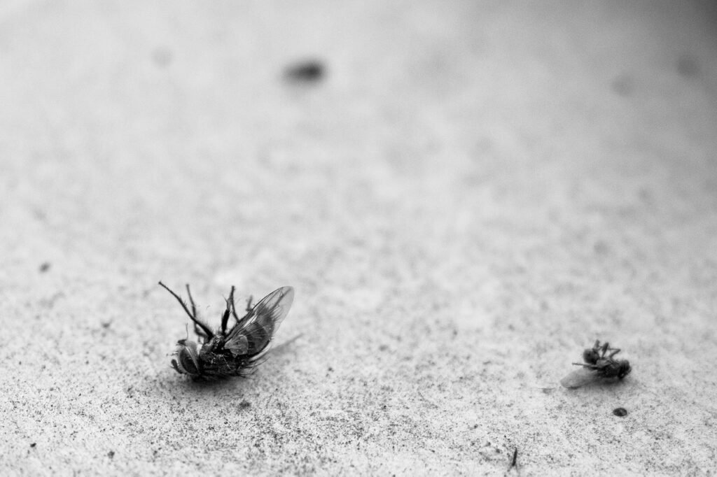Can Termite Treatment Eliminate Roaches?