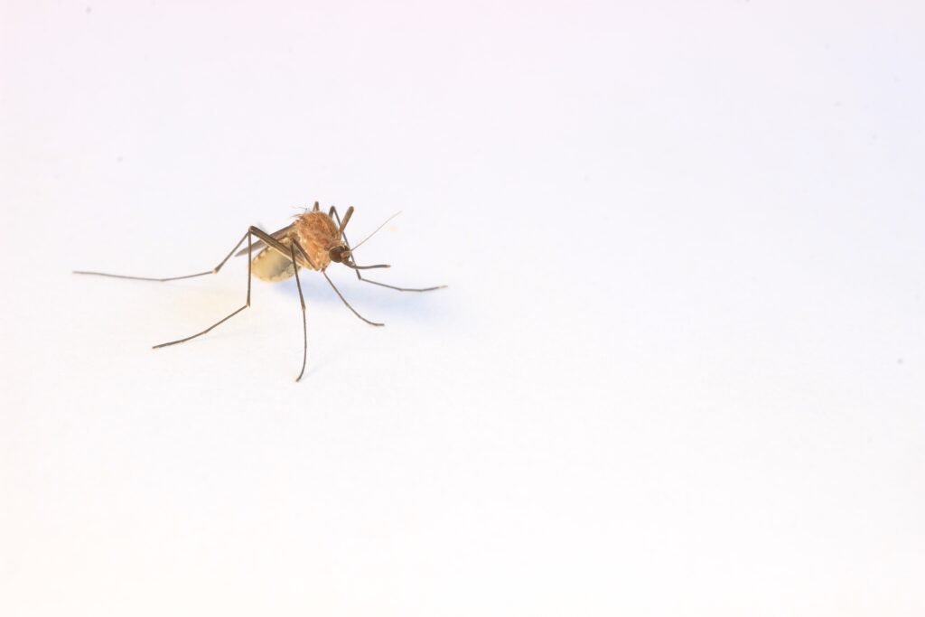 Effective Mosquito Control Methods in Toledo