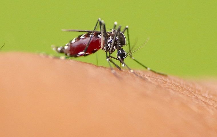 Effective Mosquito Control Solutions in Birmingham